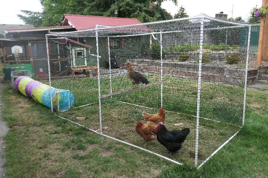 How To Build A 5ft Tall Chicken Run Cheap Encycloall