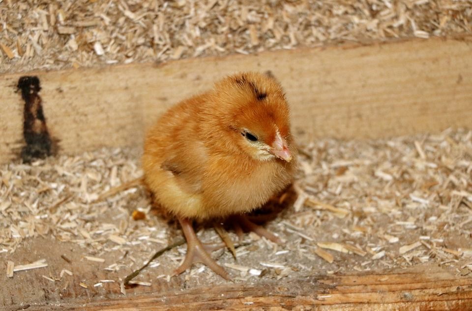 How to Build a Modern Chicken Coop - Chicken Coop Plans