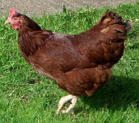 A Guide to The Best Egg Laying Chickens