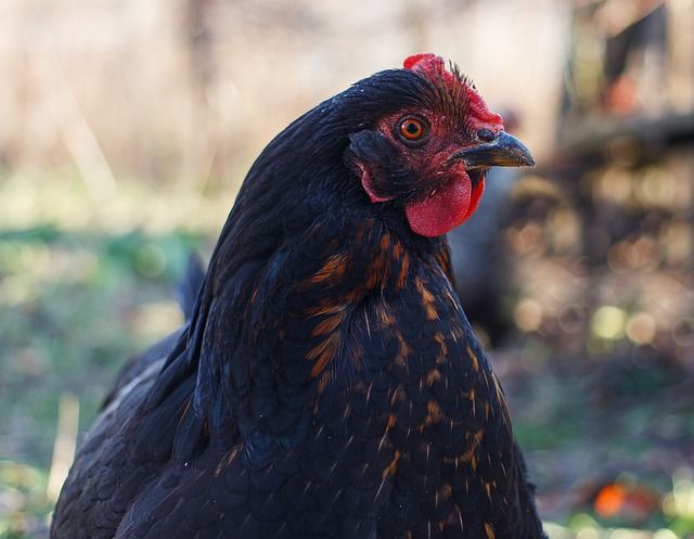 A Guide to The Best Egg Laying Chickens